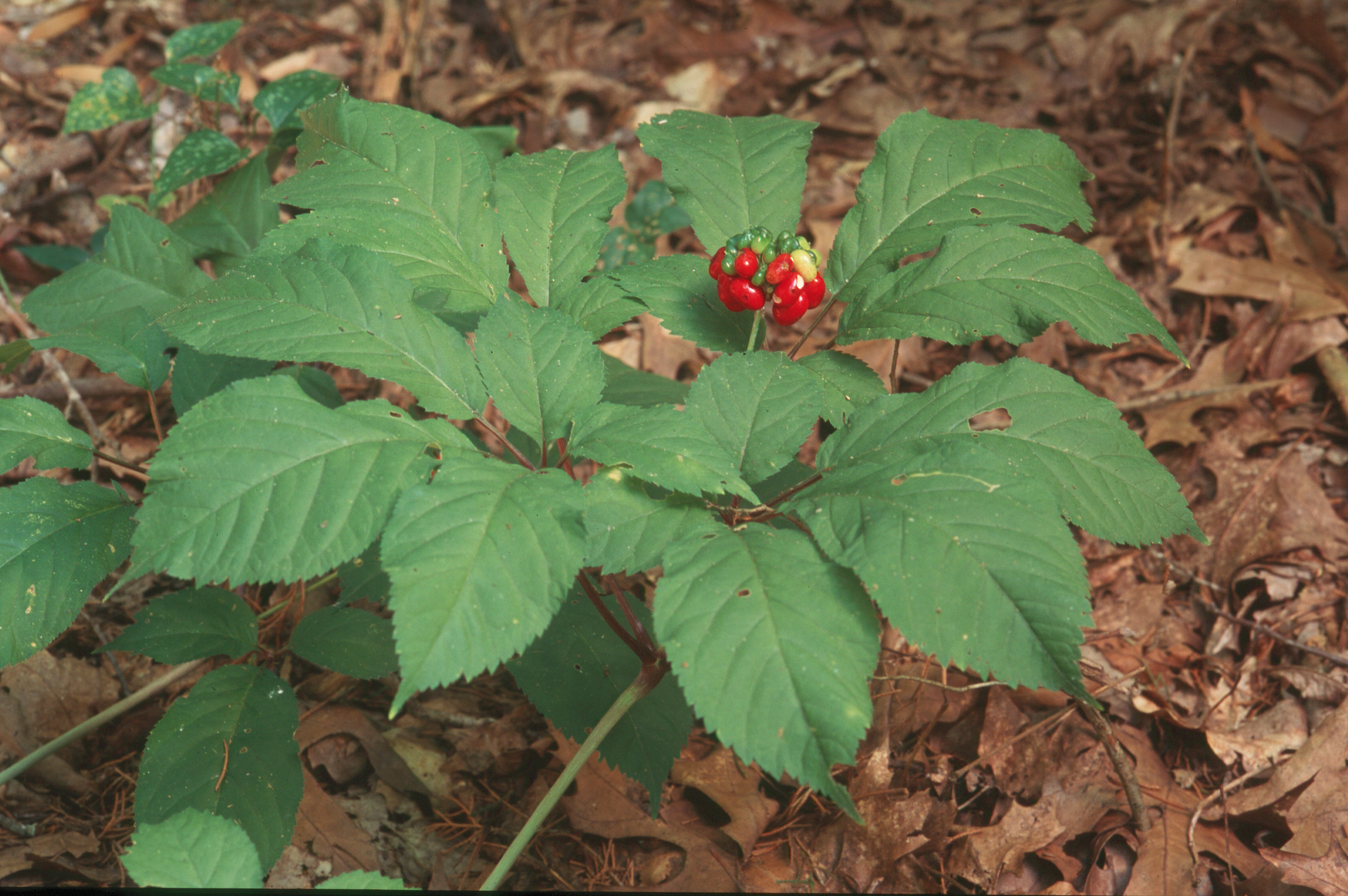 American ginseng